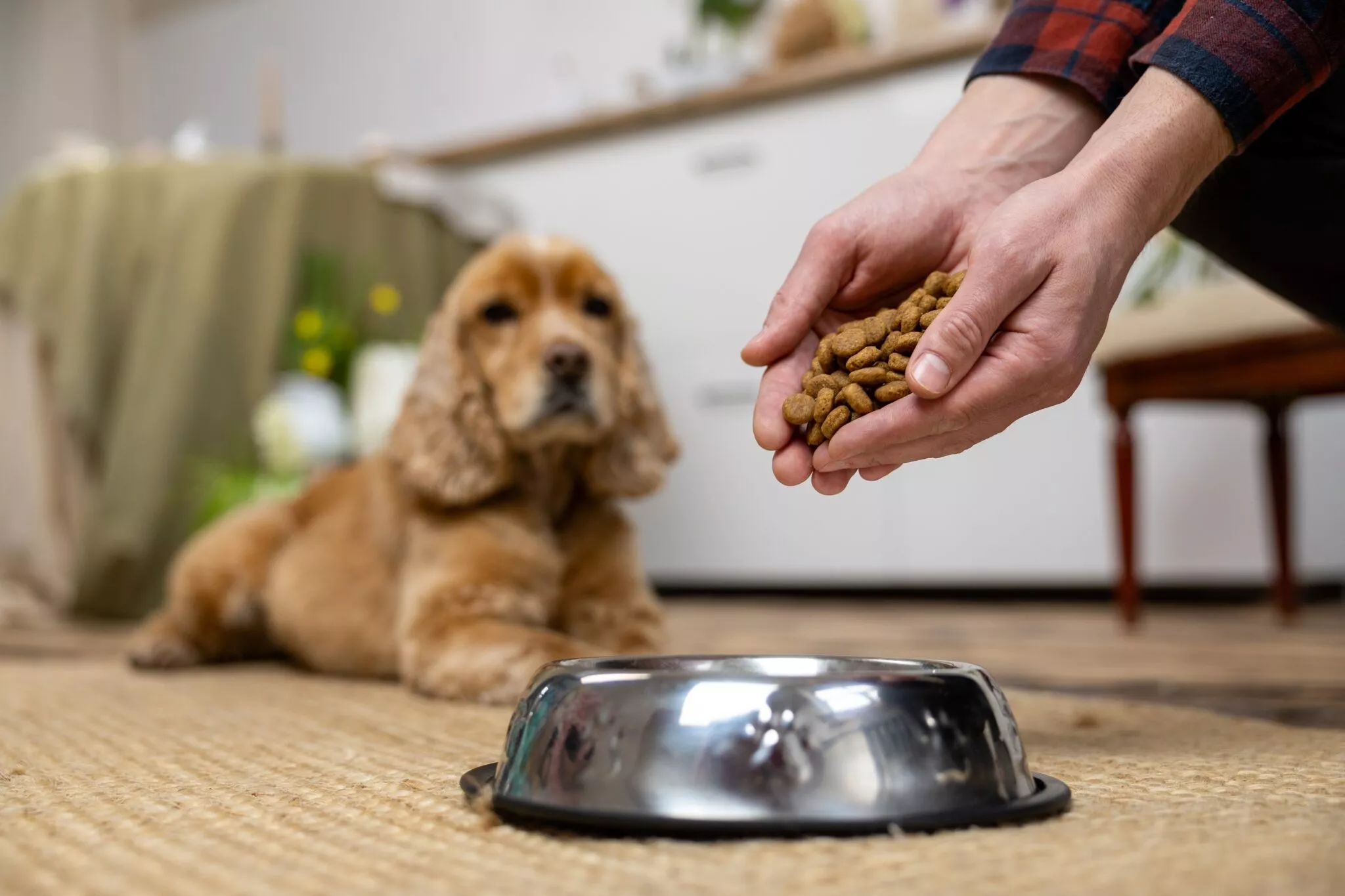 Δείτε πώς η τροφή που δίνετε στον σκύλο σας μπορεί να επηρεάσει το χαρακτήρα του