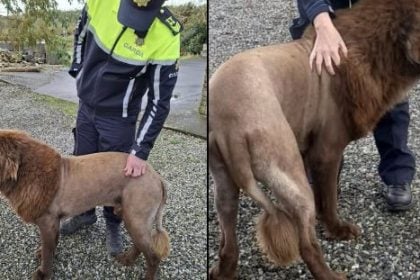 Η αστυνομία έλαβε κλήση για ένα λιοντάρι που στην πραγματικότητα ήταν σκύλος και το φώναζαν ποντίκι