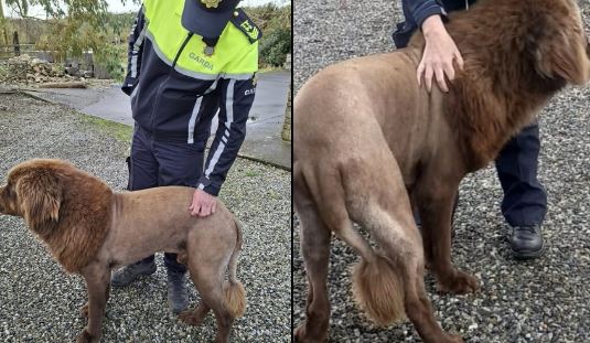 Η αστυνομία έλαβε κλήση για ένα λιοντάρι που στην πραγματικότητα ήταν σκύλος και το φώναζαν ποντίκι