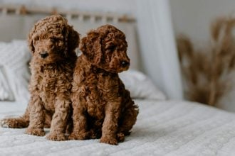 Ποιες είναι οι διαφορές ανάμεσα στα Mini Poodles και στα Toy Poodles