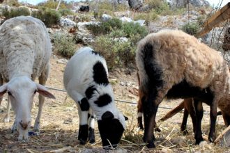 Κεφαλονιά: Κρούσματα ευλογιάς των προβάτων σε μονάδα με 121 ζώα