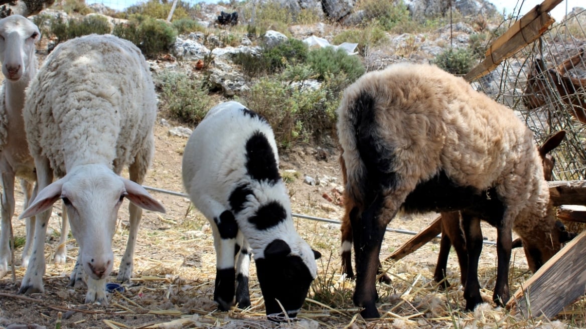 Κεφαλονιά: Κρούσματα ευλογιάς των προβάτων σε μονάδα με 121 ζώα