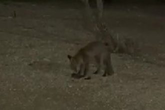 Θαλασσινή αλεπού στο Παλαιό Φάληρο