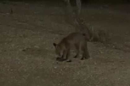 Θαλασσινή αλεπού στο Παλαιό Φάληρο