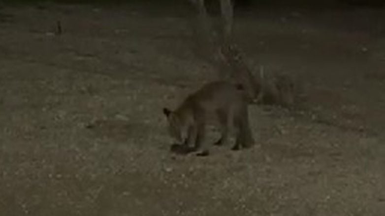 Θαλασσινή αλεπού στο Παλαιό Φάληρο