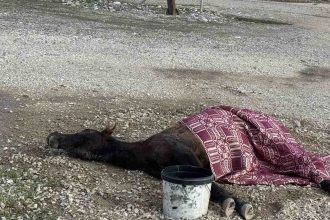 Στράτος Αγρινίου: Άλογο ψυχορραγεί στην άκρη της εθνικής οδού - Τραγικές εικόνες