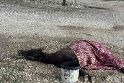 Στράτος Αγρινίου: Άλογο ψυχορραγεί στην άκρη της εθνικής οδού - Τραγικές εικόνες