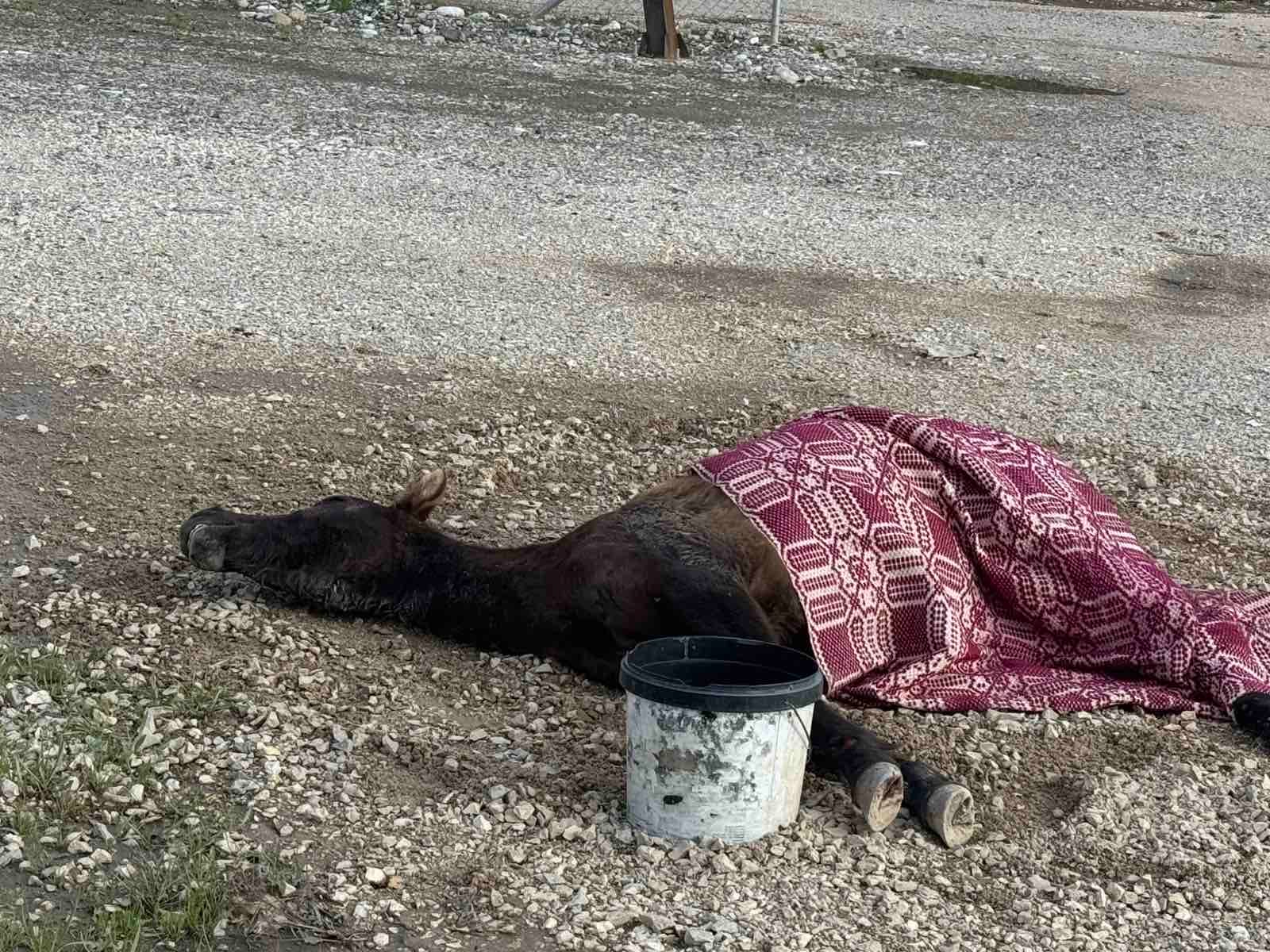 Στράτος Αγρινίου: Άλογο ψυχορραγεί στην άκρη της εθνικής οδού - Τραγικές εικόνες