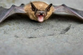 Επτά πλάσματα με τα πιο αλλόκοτα και εντυπωσιακά δόντια στον πλανήτη