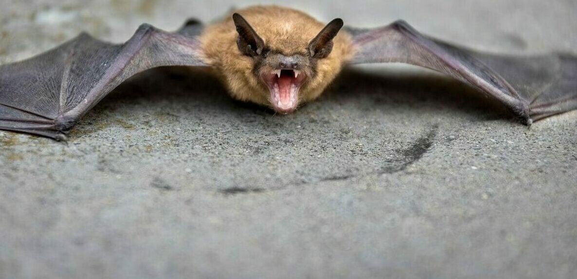 Επτά πλάσματα με τα πιο αλλόκοτα και εντυπωσιακά δόντια στον πλανήτη