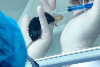 Shenzhou-20: Τα «ποντίκια αστροναύτες»