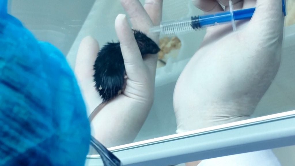 Shenzhou-20: Τα «ποντίκια αστροναύτες»