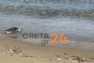 Ηράκλειο: Η χελώνα Ναυσικά επέστρεψε στη θάλασσα μετά από τέσσερα χρόνια