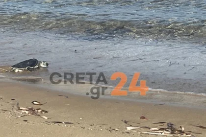 Ηράκλειο: Η χελώνα Ναυσικά επέστρεψε στη θάλασσα μετά από τέσσερα χρόνια