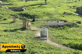 Άργος: Άγρια επίθεση αδέσποτων σκυλιών σε 17χρονη - Νοσηλεύεται σε κρίσιμη κατάσταση