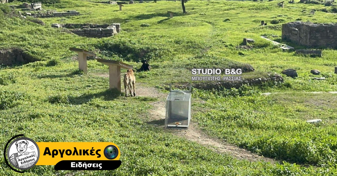 Άργος: Άγρια επίθεση αδέσποτων σκυλιών σε 17χρονη - Νοσηλεύεται σε κρίσιμη κατάσταση