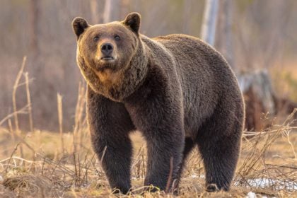 Δράμα: Νεκρή και αποκεφαλισμένη αρκούδα εντοπίστηκε στο Λιβαδερό