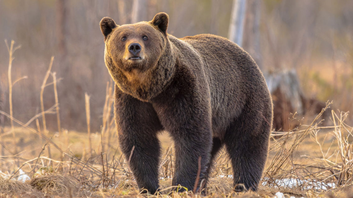 Δράμα: Νεκρή και αποκεφαλισμένη αρκούδα εντοπίστηκε στο Λιβαδερό