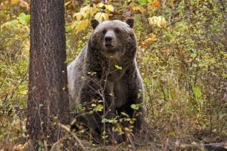 Καταγγελία της Greenpeace στην Κομισιόν κατά της Σλοβακίας για μαζική θανάτωση αρκούδων