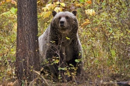 Καταγγελία της Greenpeace στην Κομισιόν κατά της Σλοβακίας για μαζική θανάτωση αρκούδων