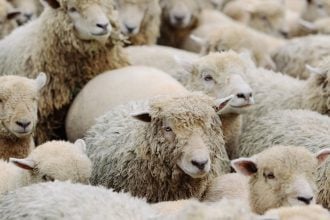 Άρειος Πάγος: Κατεπείγουσα προκαταρκτική εξέταση για την υπόθεση της ευλογιάς των αιγοπροβάτων - Έρευνα και στη Δυτική Ελλάδα