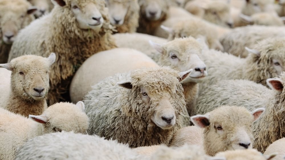 Άρειος Πάγος: Κατεπείγουσα προκαταρκτική εξέταση για την υπόθεση της ευλογιάς των αιγοπροβάτων