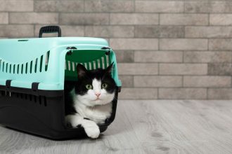 Οι τρόποι για να κάνετε τη γάτα σας να συμπαθήσει το κλουβί της