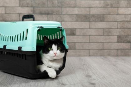 Οι τρόποι για να κάνετε τη γάτα σας να συμπαθήσει το κλουβί της