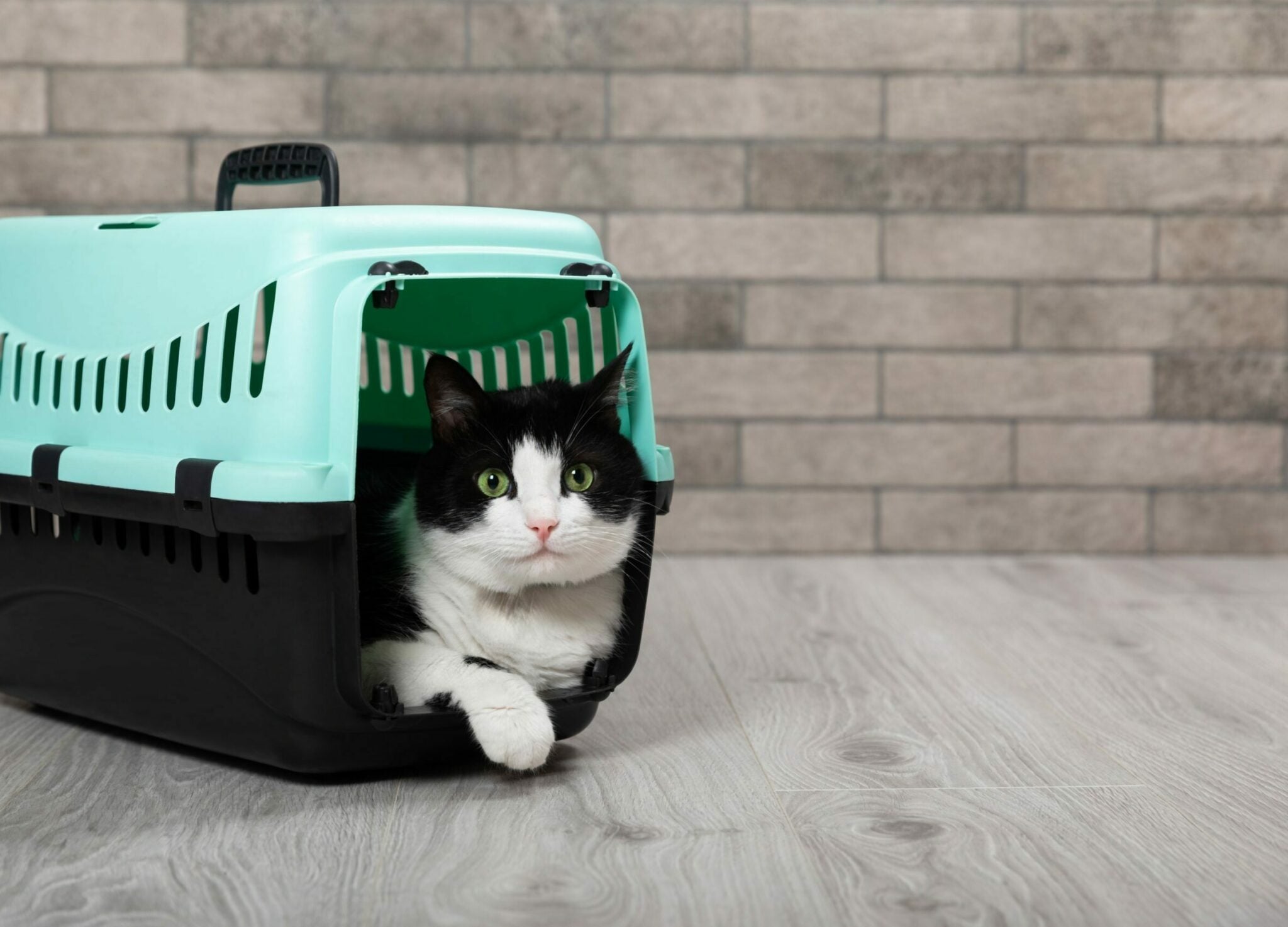 Οι τρόποι για να κάνετε τη γάτα σας να συμπαθήσει το κλουβί της