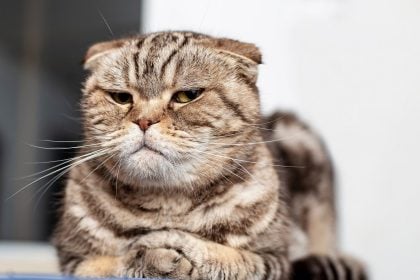 Ζηλεύουν οι γάτες; Μάθετε ποια είναι η πραγματικότητα