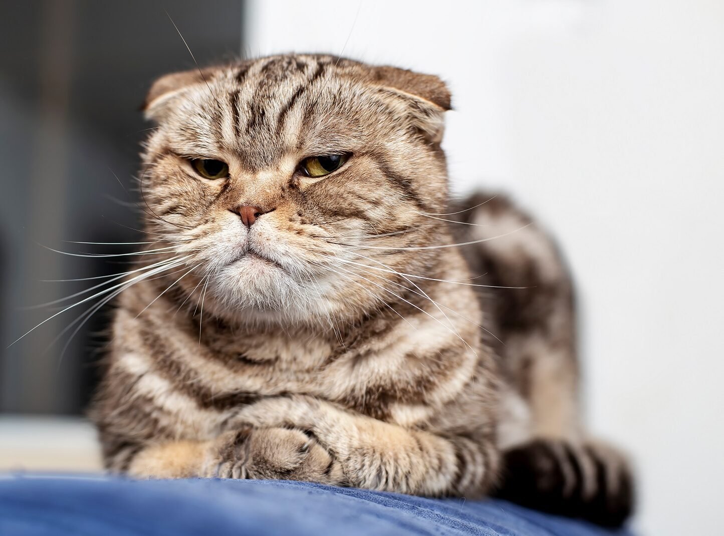 Ζηλεύουν οι γάτες; Μάθετε ποια είναι η πραγματικότητα