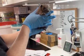 Μετέτρεψαν το σπίτι τους σε κέντρο διάσωσης σκαντζόχοιρων