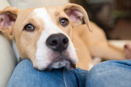 Ποιες είναι οι αγαπημένες λέξεις του σκύλου μας