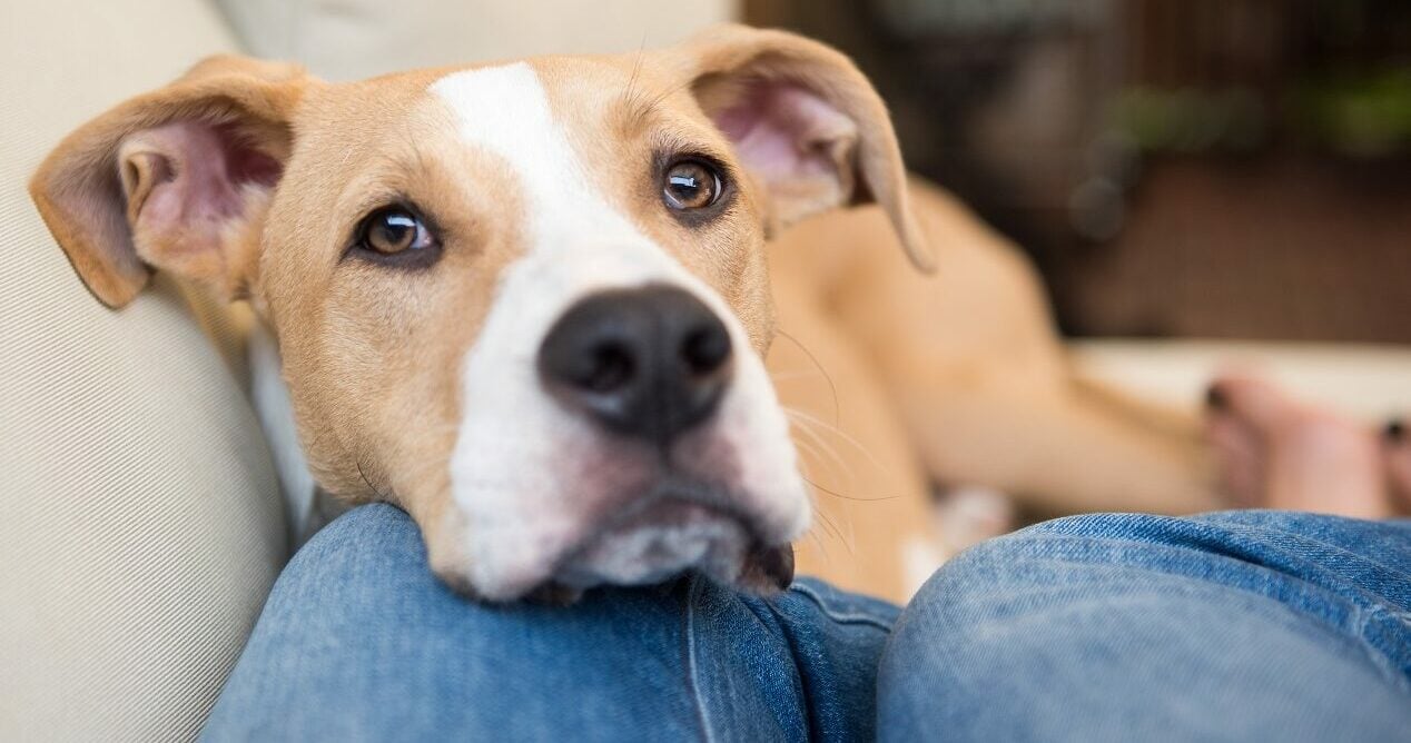Ποιες είναι οι αγαπημένες λέξεις του σκύλου μας