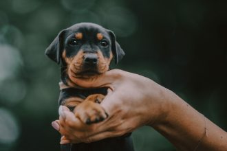 Τι μπορεί να σημαίνουν τα μαύρα νύχια στους σκύλους