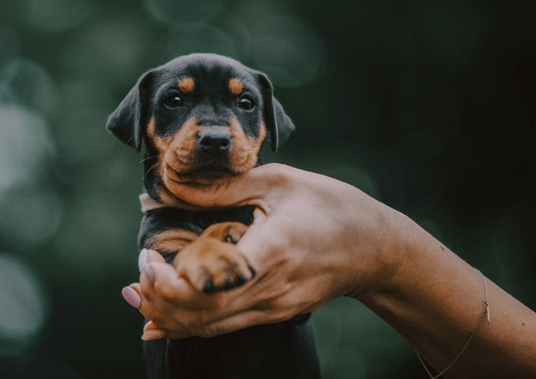 Τι μπορεί να σημαίνουν τα μαύρα νύχια στους σκύλους