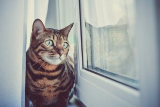 Πόσο καιρό μπορούν να μείνουν μόνες τους οι γάτες