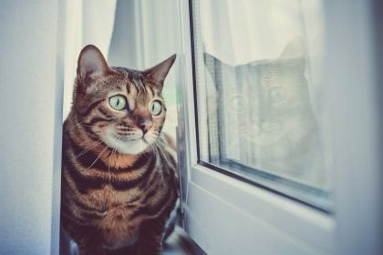 Πόσο καιρό μπορούν να μείνουν μόνες τους οι γάτες