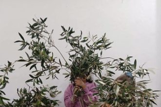 «Η Αθηνά, η ελιά και το λάδι»: Εκπαιδευτική δράση για τα παιδιά στο Πολύεδρο το Σάββατο