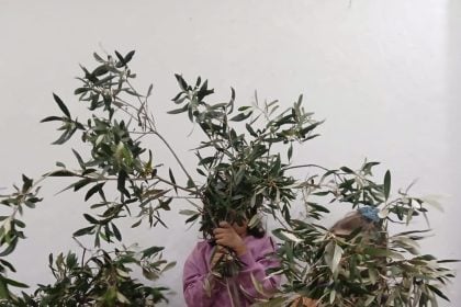 «Η Αθηνά, η ελιά και το λάδι»: Εκπαιδευτική δράση για τα παιδιά στο Πολύεδρο το Σάββατο