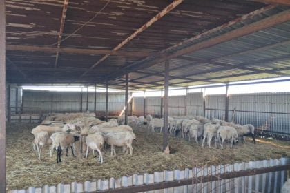 Ευλογιά: Πάνω από 423.000 ζώα έχουν θανατωθεί