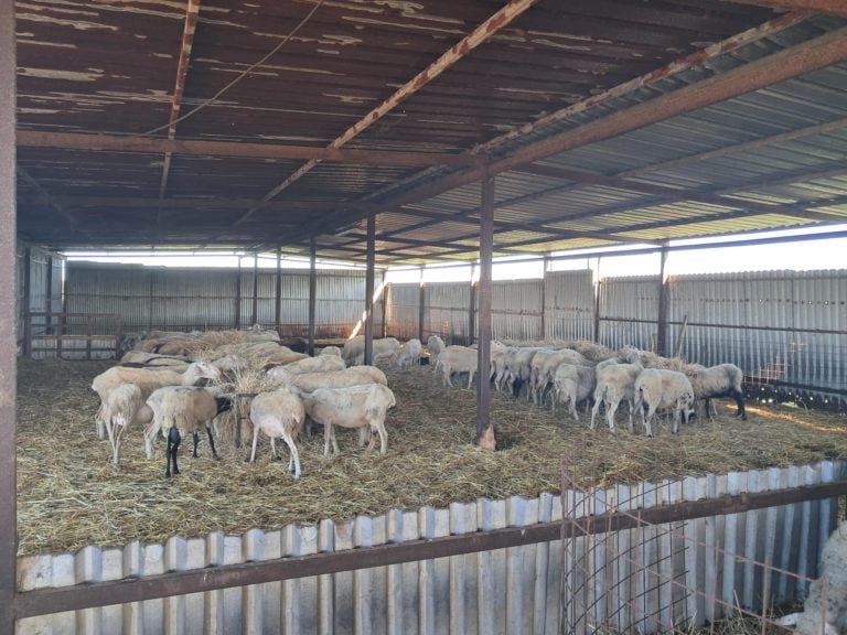 Ευλογιά: Πάνω από 423.000 ζώα έχουν θανατωθεί