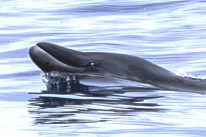 Επιστήμονες εντόπισαν σπάνιο θαλάσσιο πλάσμα που δεν είχε ξαναδεί ποτέ κανείς ζωντανό