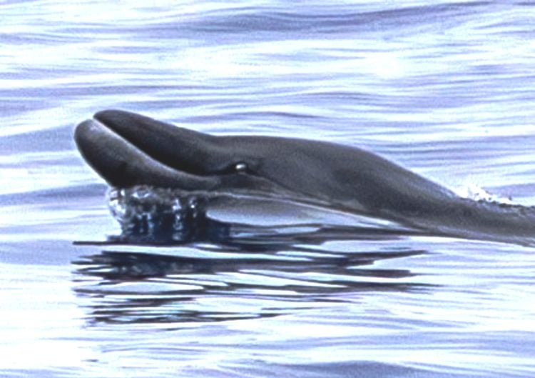 Επιστήμονες εντόπισαν σπάνιο θαλάσσιο πλάσμα που δεν είχε ξαναδεί ποτέ κανείς ζωντανό