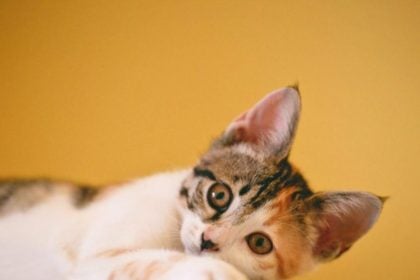 Αυξήσεις στις τροφές για τα κατοικίδια - Έως και 73% πάνω η τιμή τους μέσα σε 7 μήνες