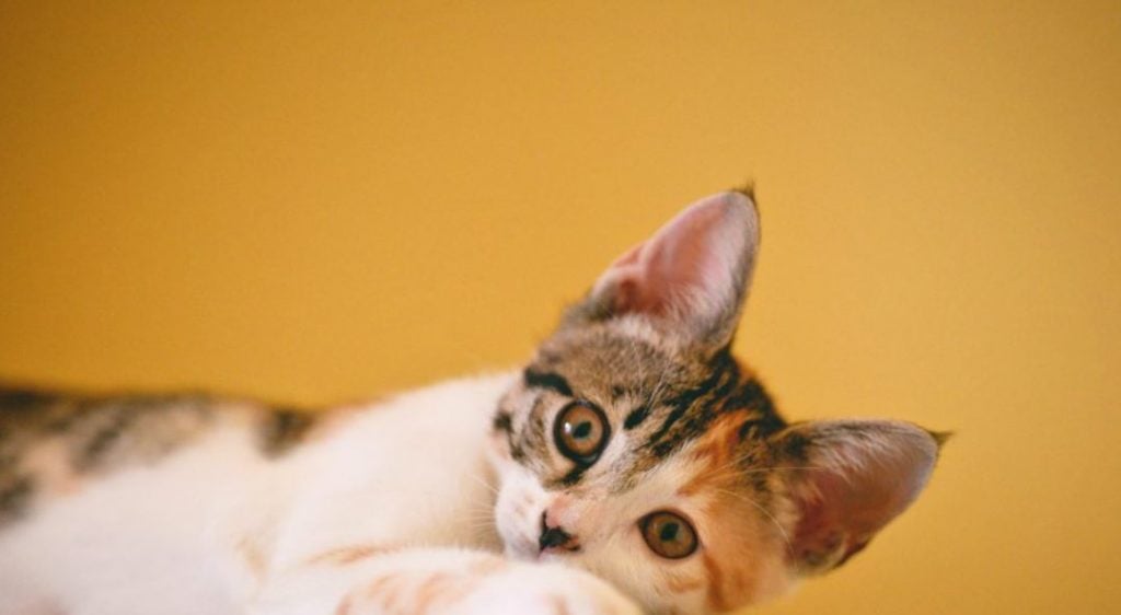 Αυξήσεις στις τροφές για τα κατοικίδια - Έως και 73% πάνω η τιμή τους μέσα σε 7 μήνες