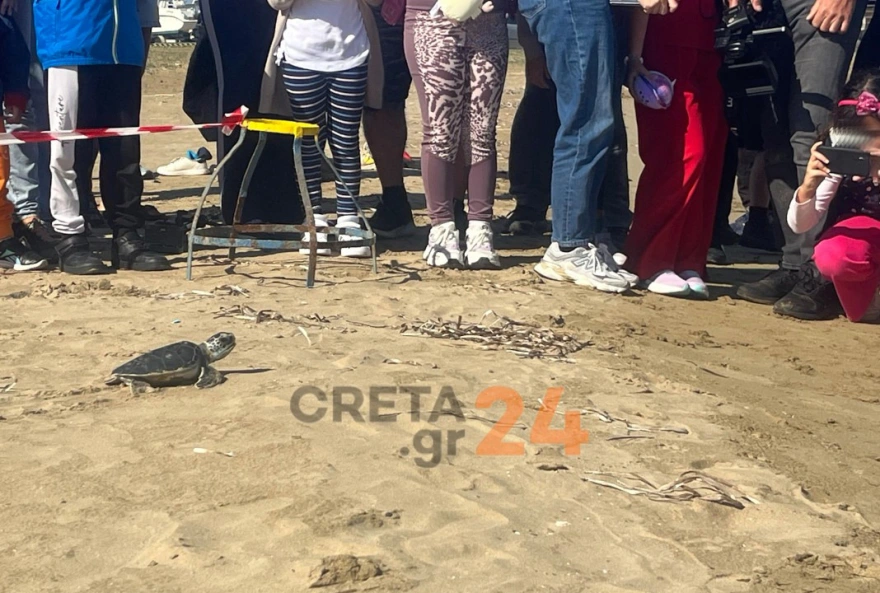 Ηράκλειο: Η χελώνα Ναυσικά επέστρεψε στη θάλασσα μετά από τέσσερα χρόνια