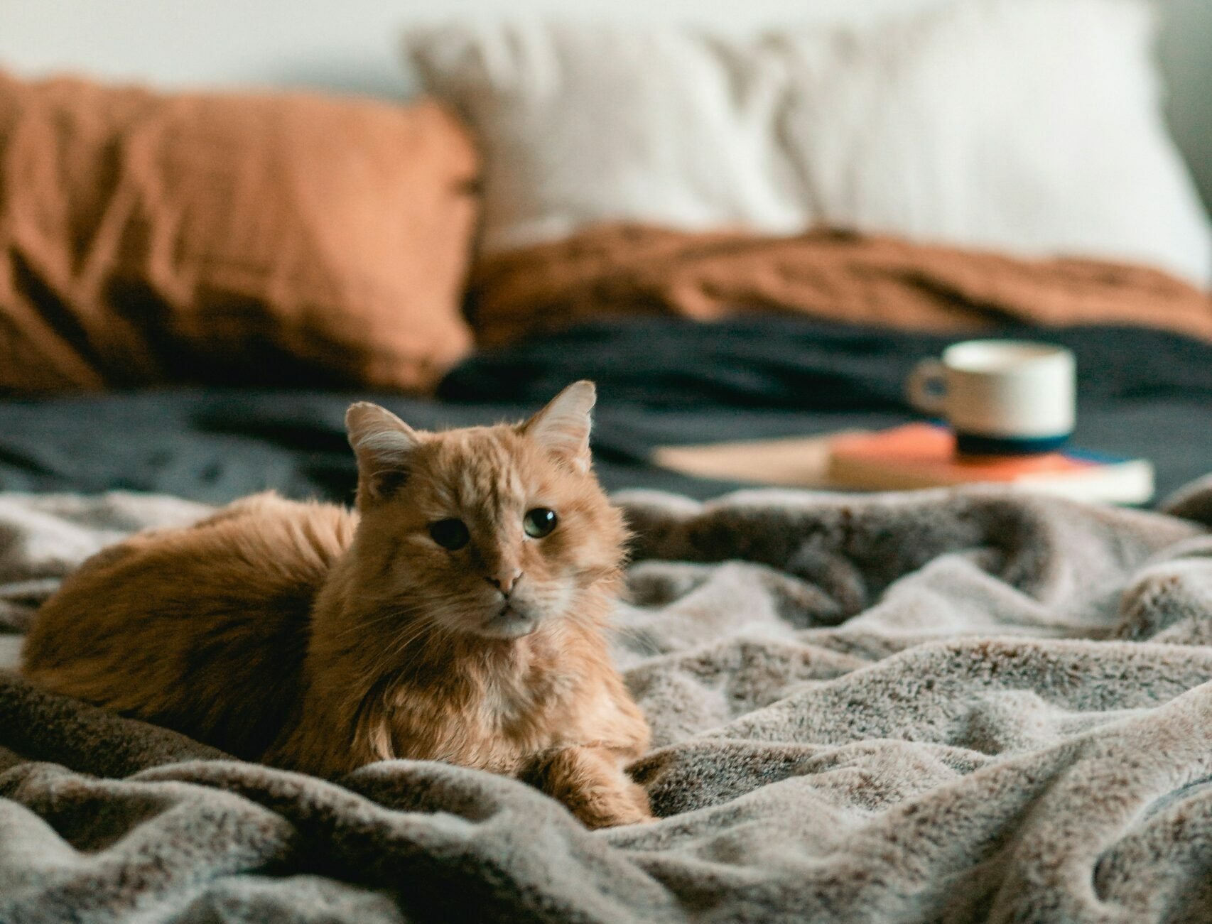 Νιώθει η γάτα σας μοναξιά; Αυτά είναι τα σημάδια που πρέπει να προσέξετε