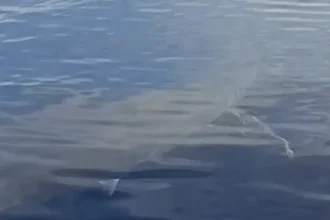 Λευκός καρχαρίας εντοπίστηκε ανοιχτά της Καρπάθου: «Είναι πέντε μέτρα»