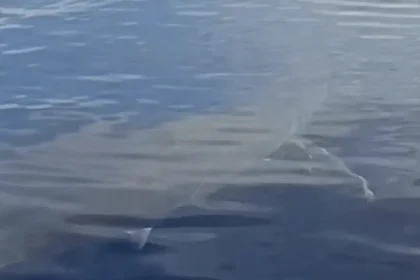 Λευκός καρχαρίας εντοπίστηκε ανοιχτά της Καρπάθου: «Είναι πέντε μέτρα»